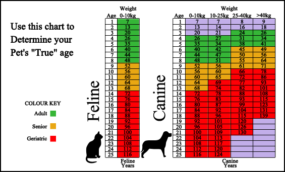 Rainbow Pet Hospital - Surveillance Screening